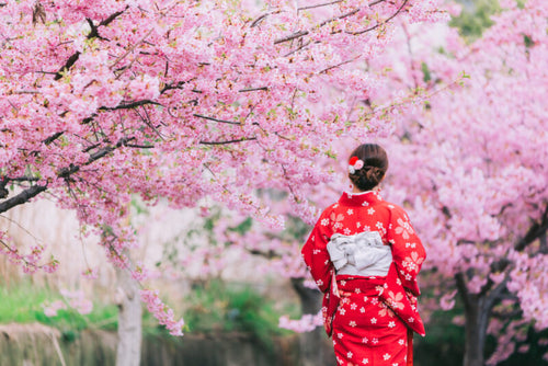 Sakura Season Whisky Guide