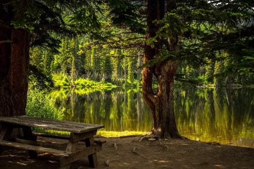 Summer Picnic 2025